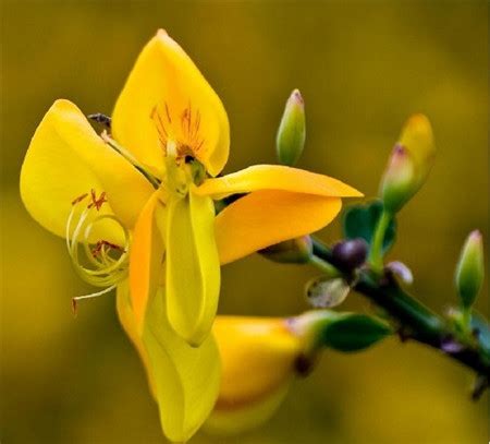 金雀花 花語|金雀花的花语及传说 